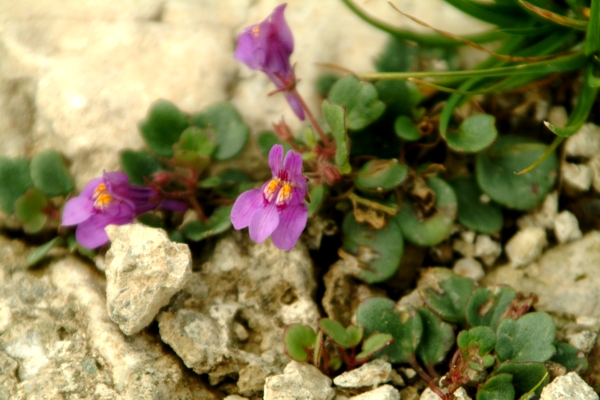 Ciombolino? - Cymbalaria cfr. pallida